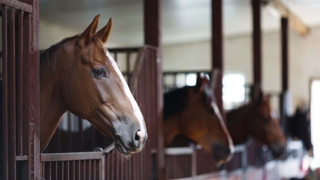 horse farm karacabey