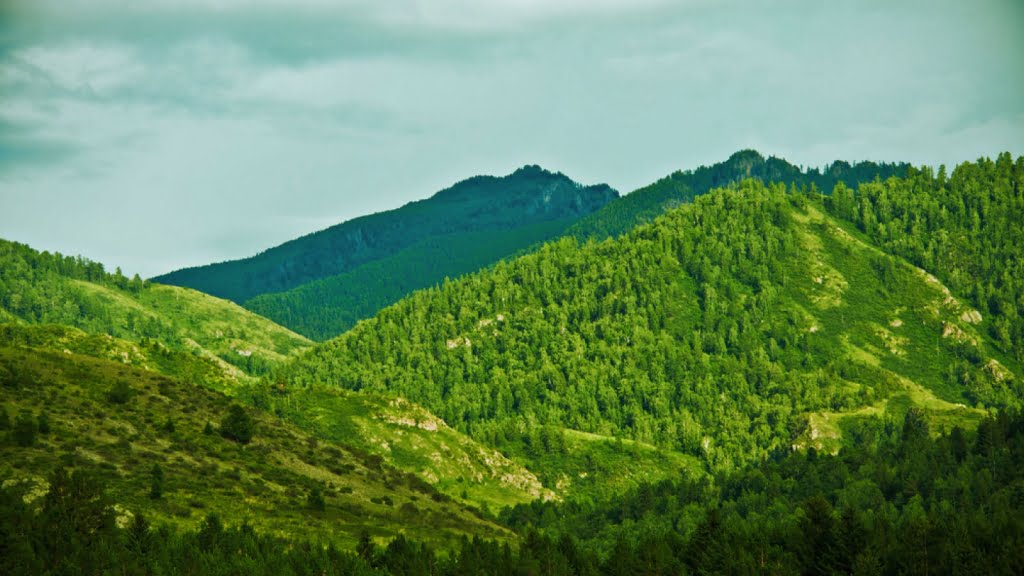 شهرداری أورهان غازي