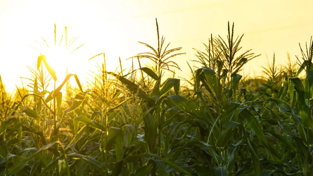 karacabey agriculture