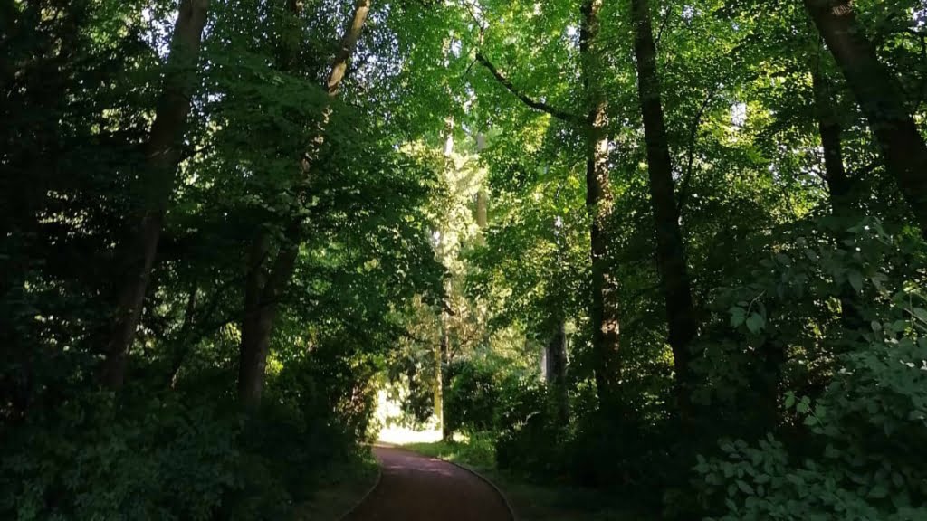 منطقه نیلوفر