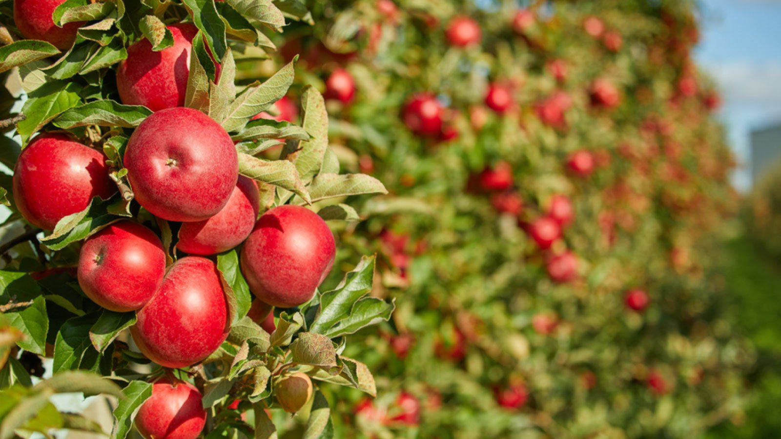 اقتصاد ازنيك