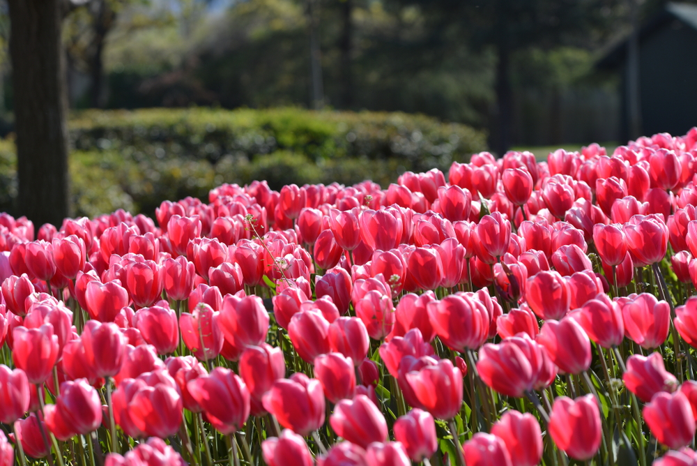 قسم ملاعب الأطفال والمطاعم