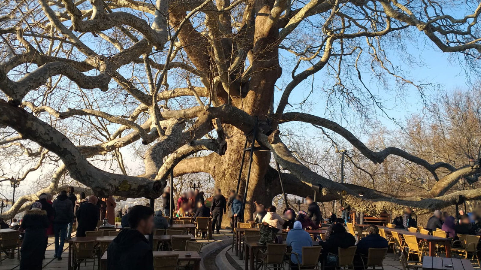 الشجرة التاريخية في بورصة