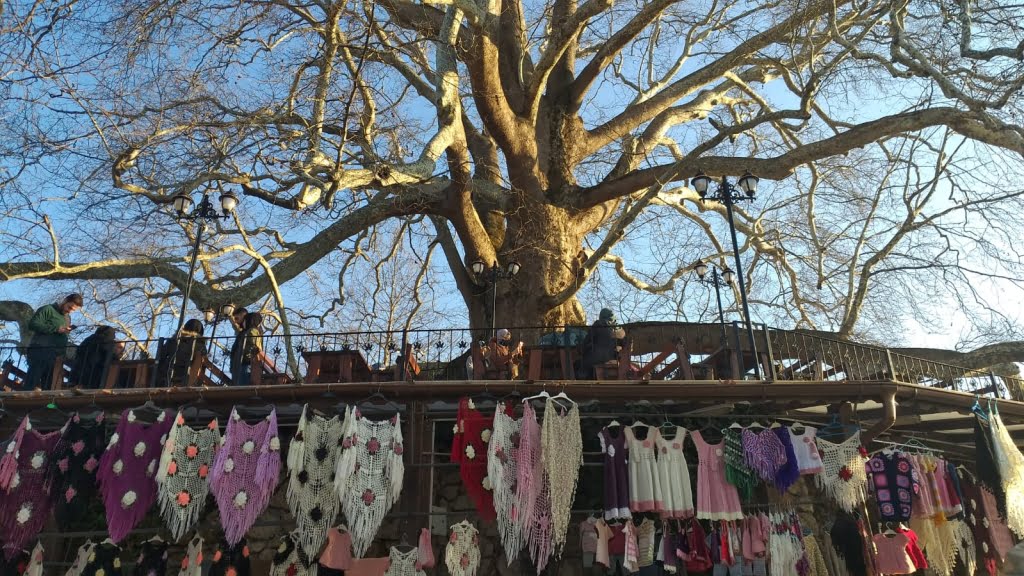 الشجرة التاريخية في بورصا