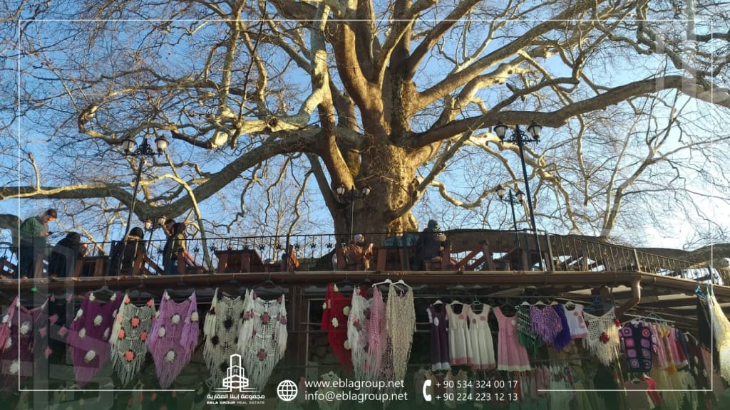 الشجرة التاريخية في بورصة