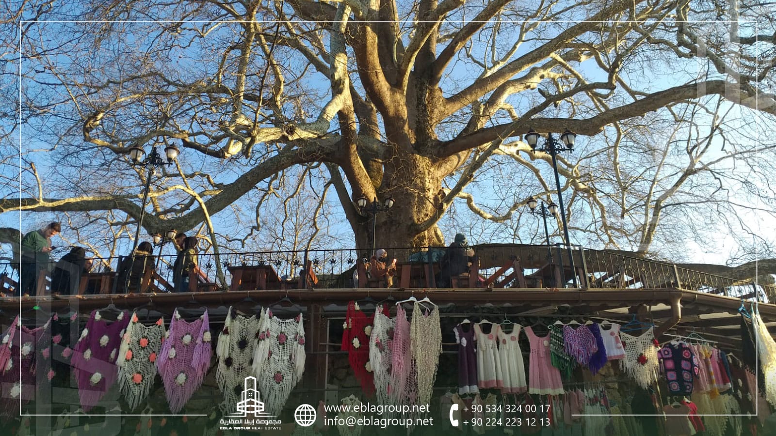 الشجرة التاريخية في بورصة