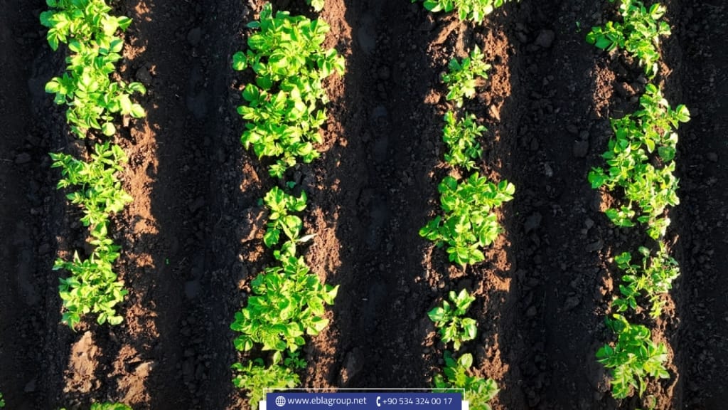 تصدير واستيراد المنتجات الزراعية في تركيا