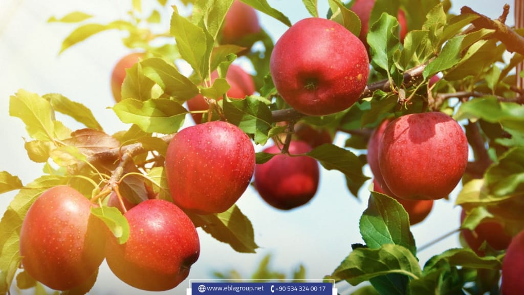 المحاصيل الزراعية في تركيا