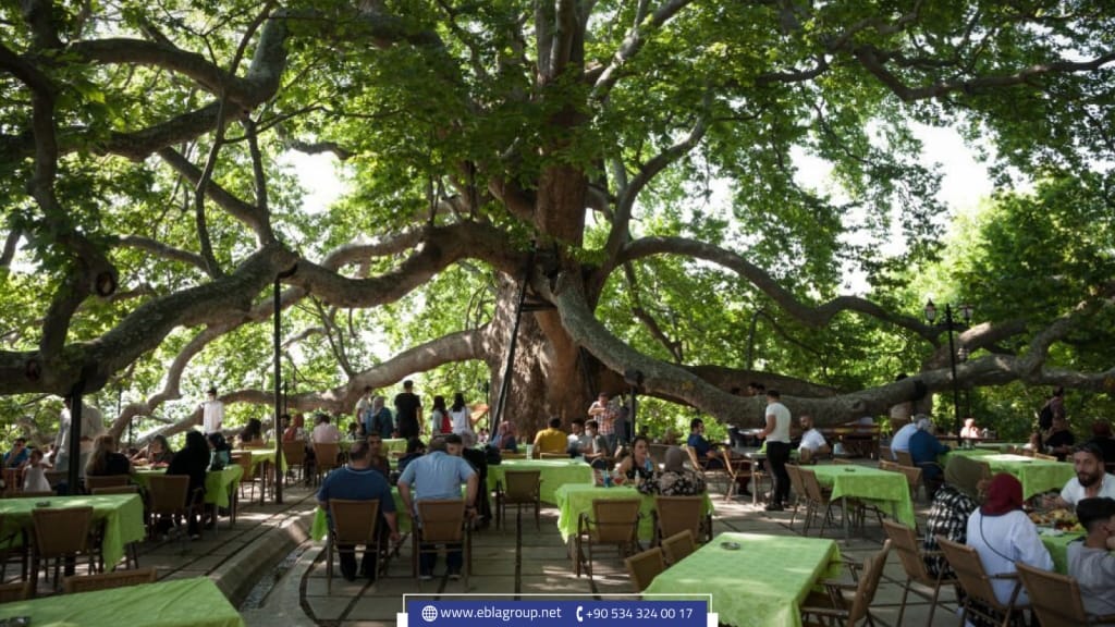 الأماكن السياحية في بورصة الشجرة المعمرة