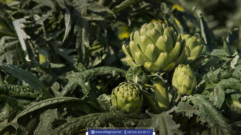 مهرجان الخرشوف في بورصة