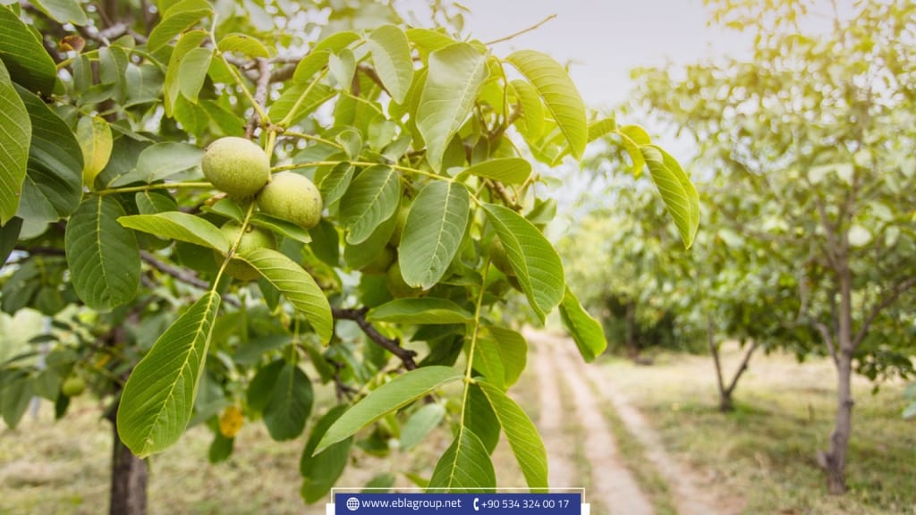 In addition, they are olives