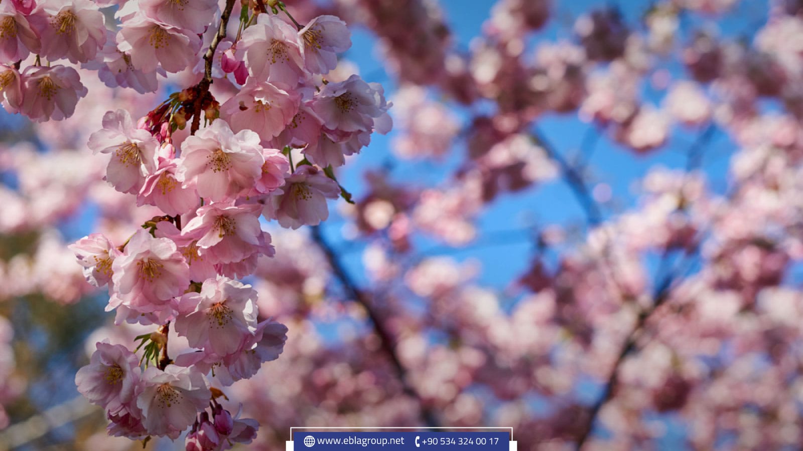 الربيع في مدينة بورصة