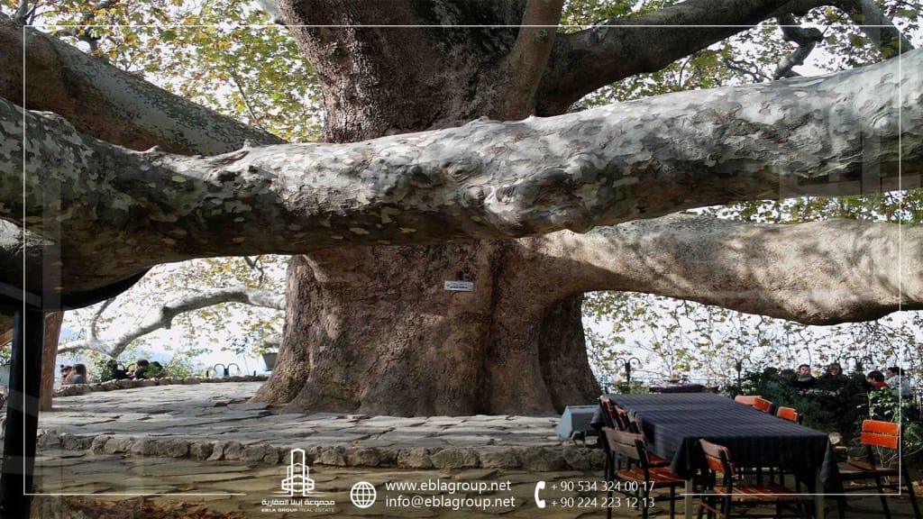 الشجرة المعمرة في بورصة