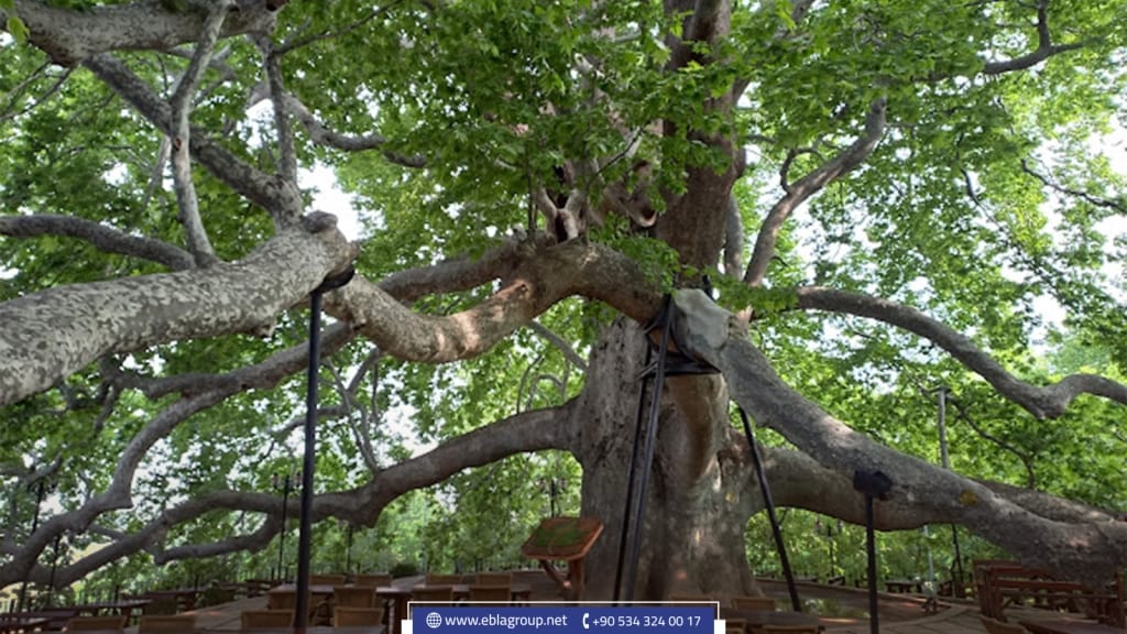 The perennial tree in Bursa