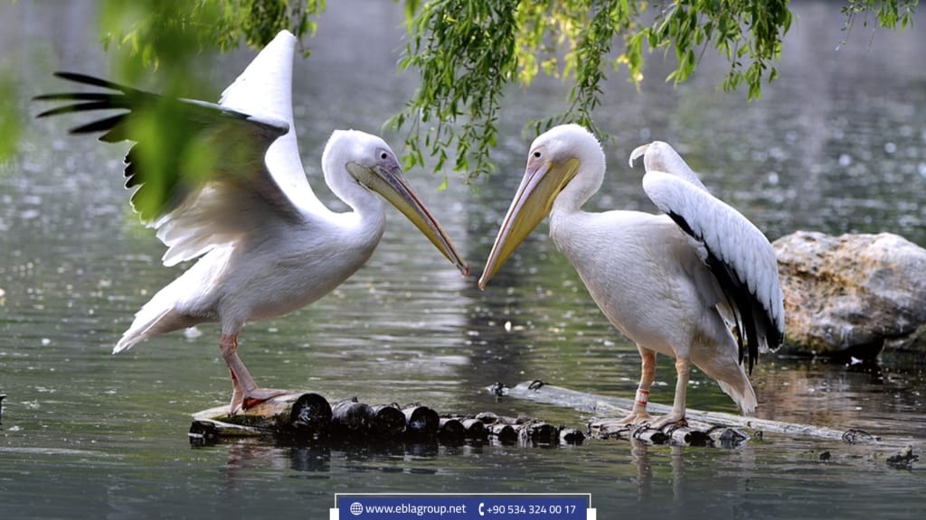 حديقة الحيوانات في بورصة