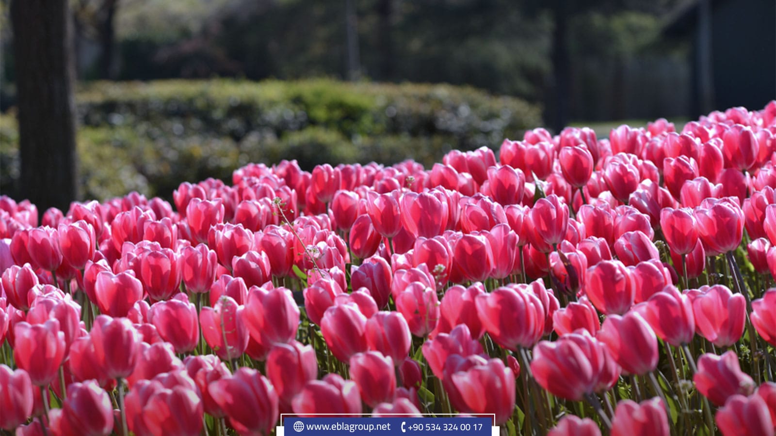 الأنشطة الترفيهية في حديقة حيوانات بورصة تركيا