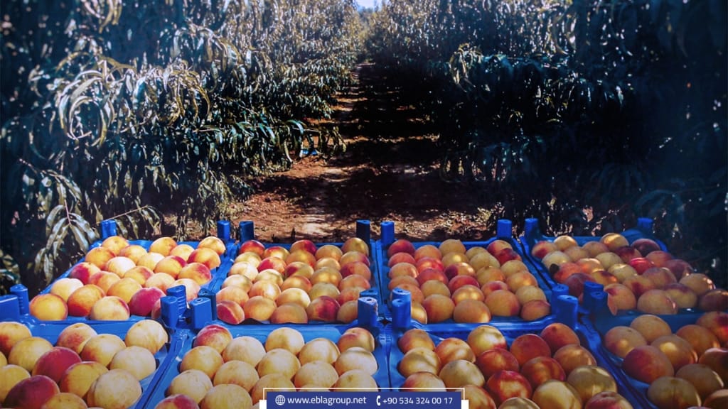 المنتجات المحلية في بورصة