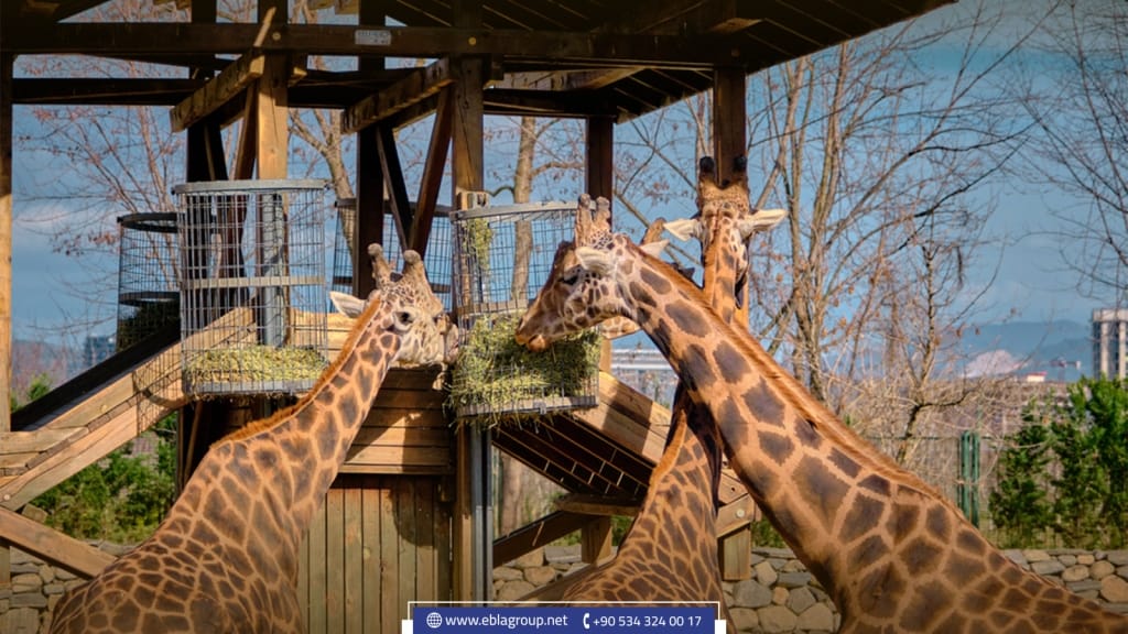 أنشطة ترفيهية في بورصة