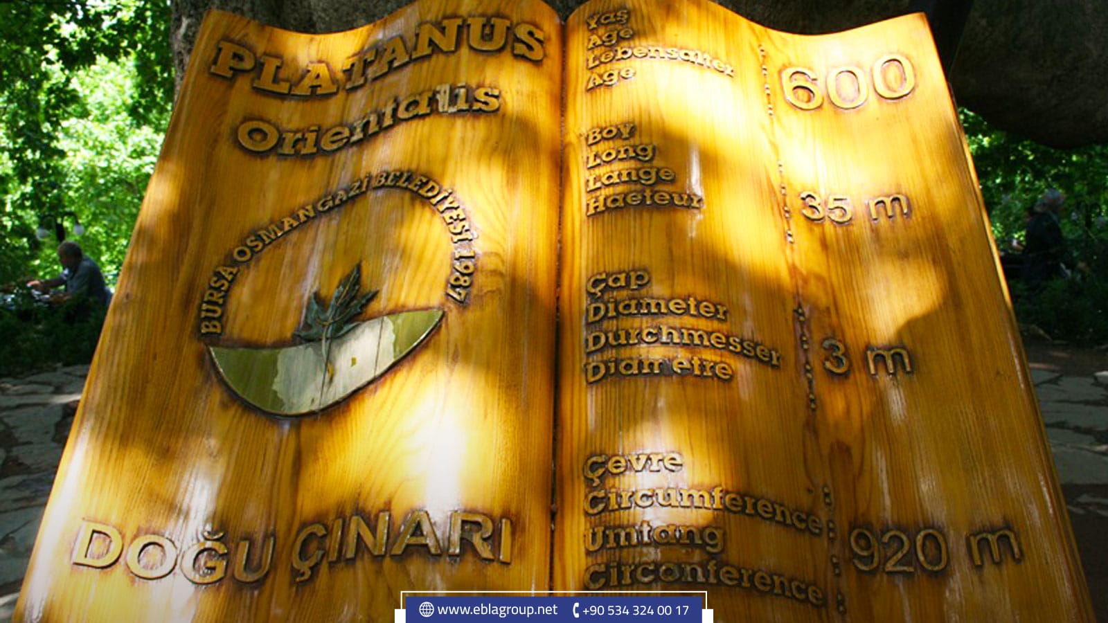 الشجرة المعمرة في بورصة