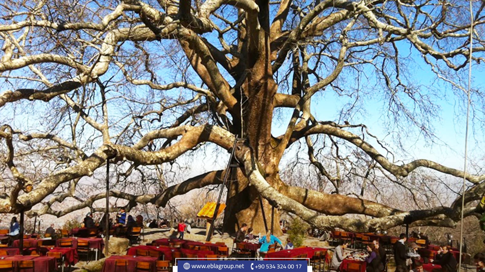 وصف الشجرة المعمرة في بورصة