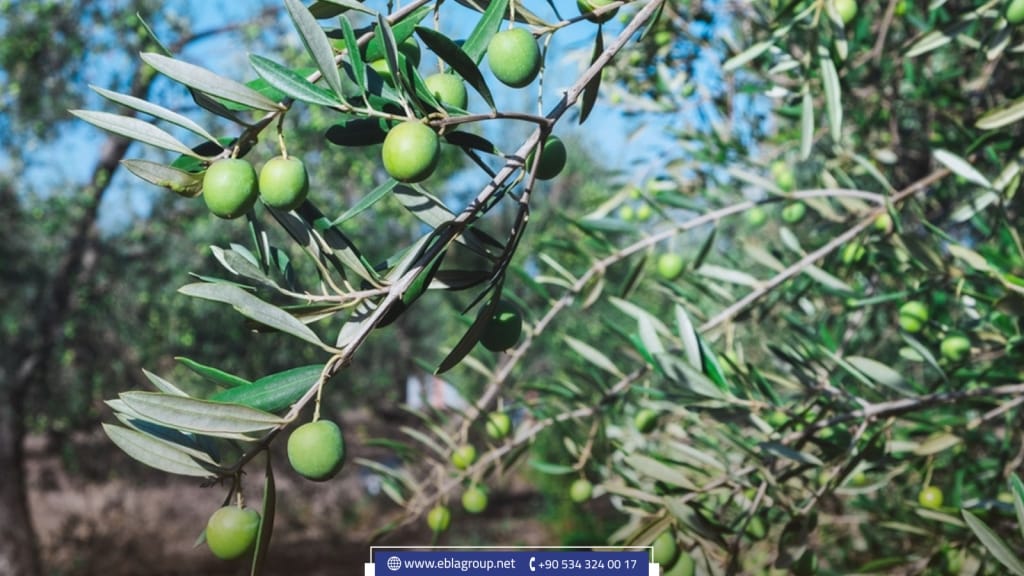 Olives and olive oil of Bursa