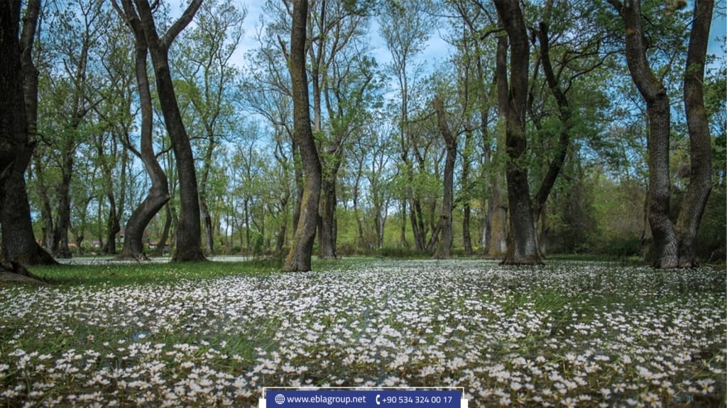 سامسون في تركيا