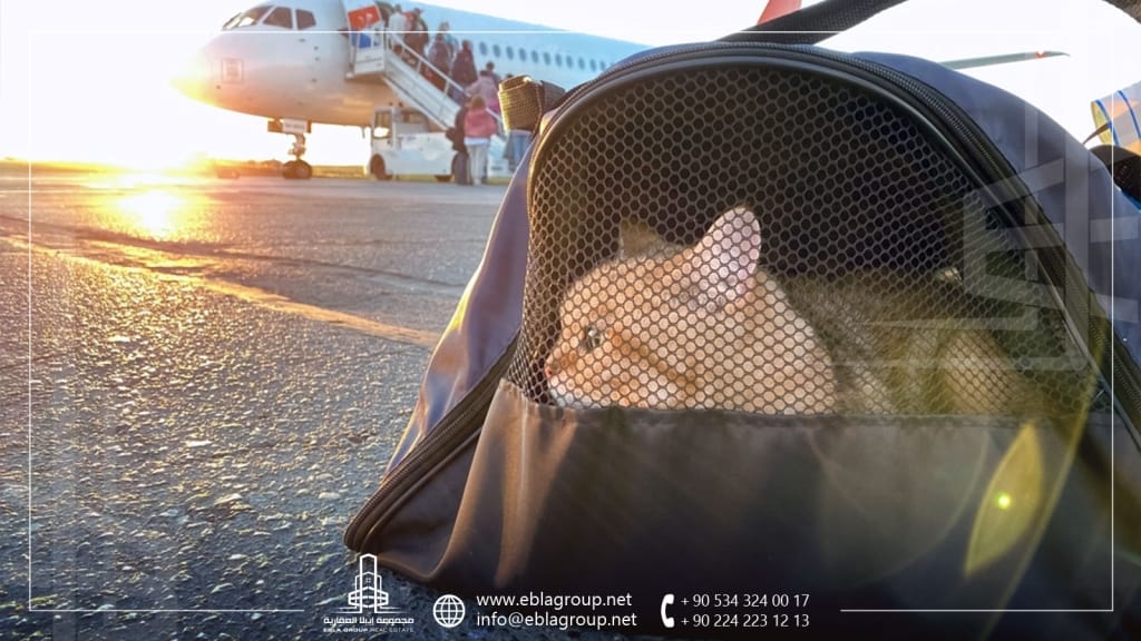 Traveling with pets to Turkey