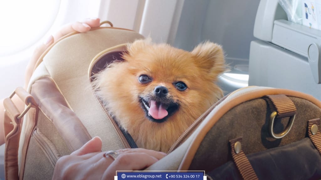 Traveling with pets from and to Turkey
