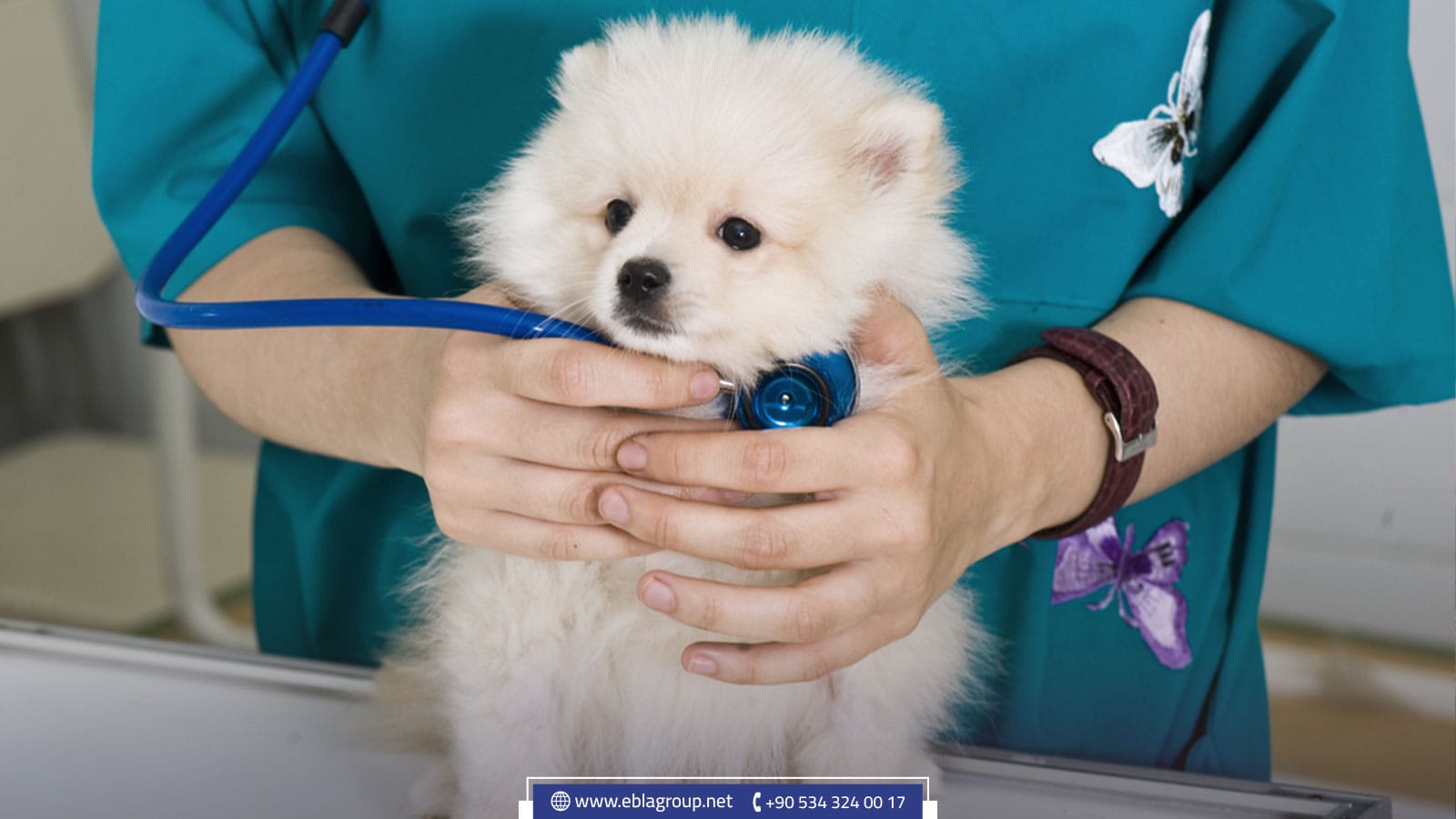 إجراءات سفر الحيوانات الأليفة من وإلى تركيا