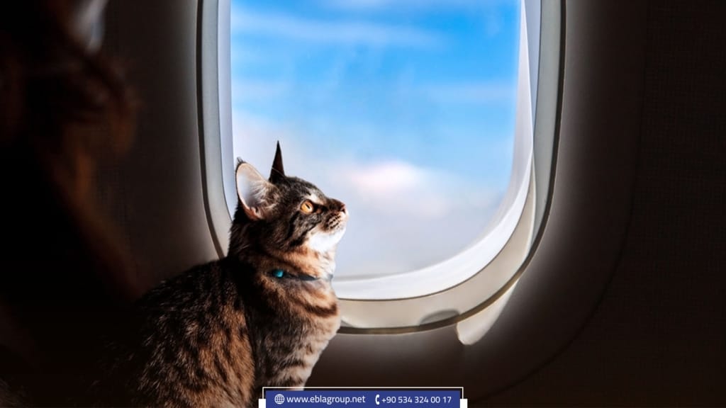 Traveling with pets from and to Turkey