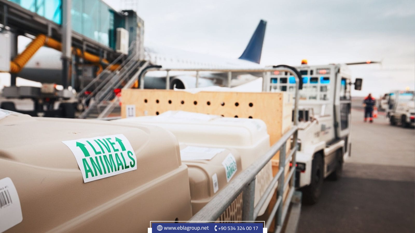 هل يمكن سفر الحيوانات الأليفة من وإلى تركيا