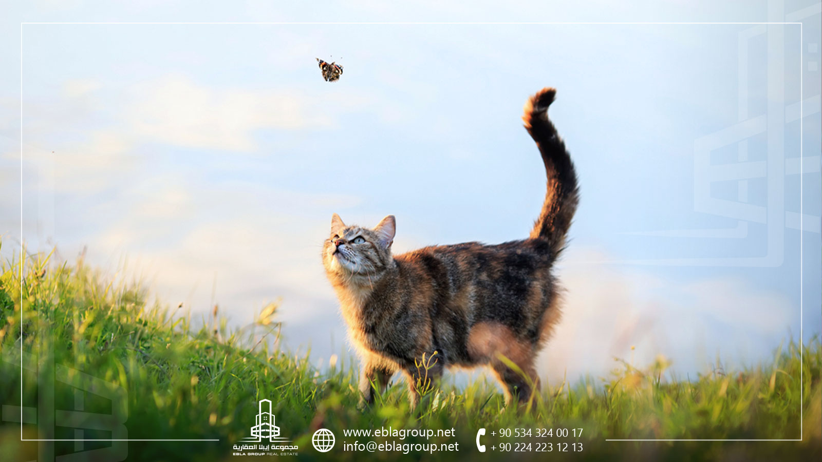 أماكن ومراكز تبني الحيوانات الأليفة في تركيا