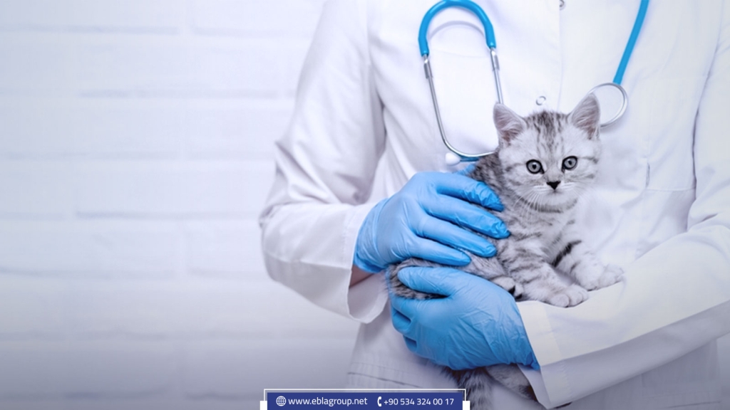 Veterinary clinics in Türkiye