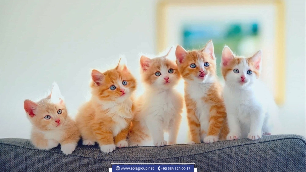 أماكن ومراكز تبني الحيوانات الأليفة في تركيا