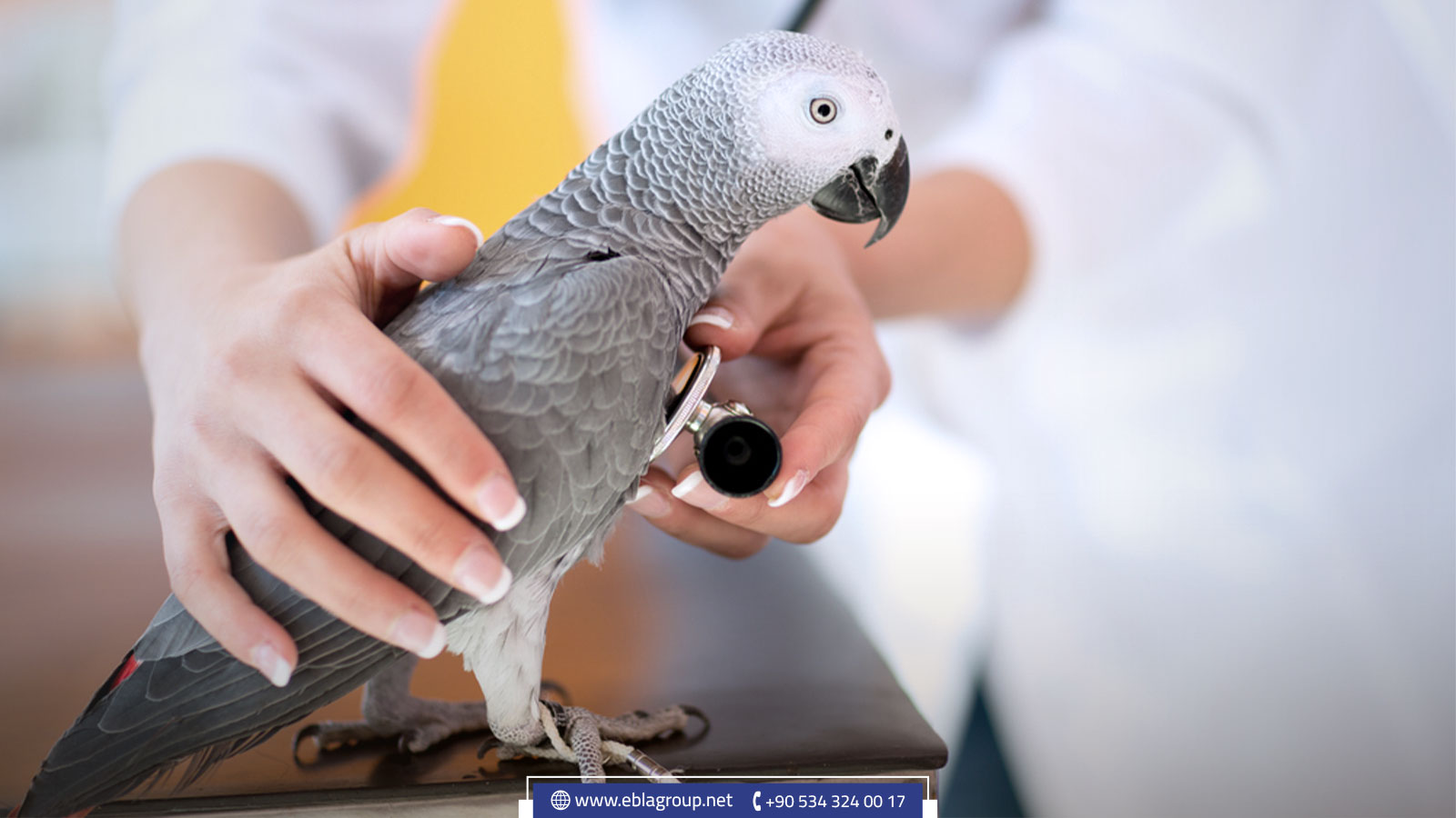 العيادة البيطرية المتنقلة في إسطنبول