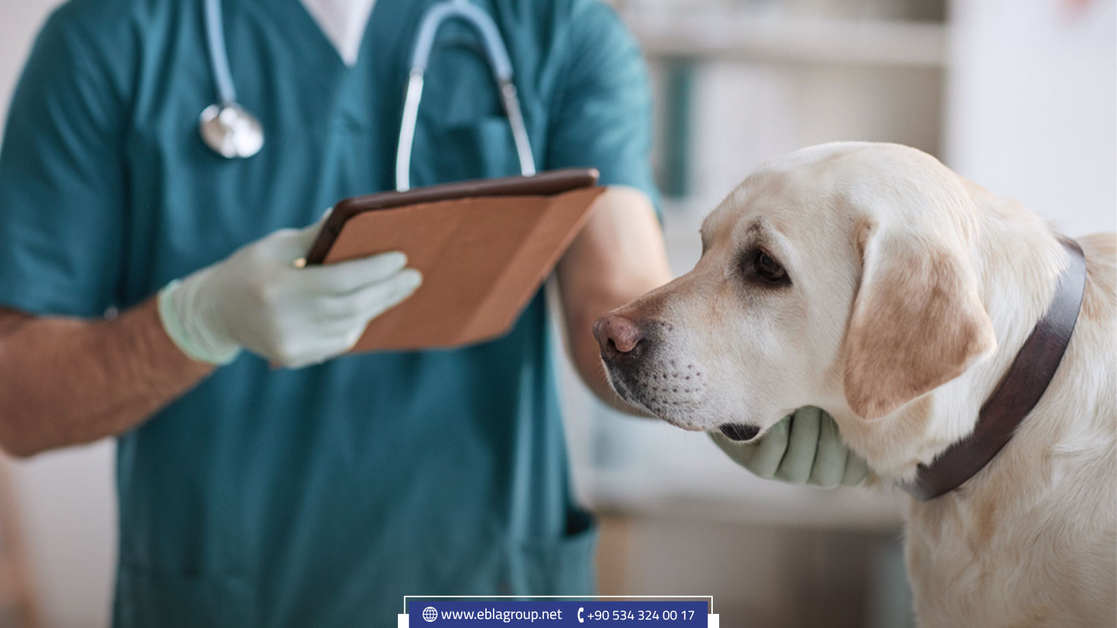 المراكز و العيادات البيطرية في تركيا