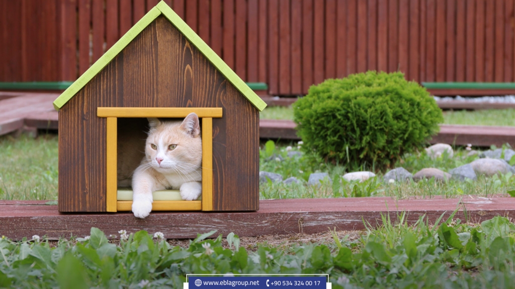 مدينة القطط في تركيا