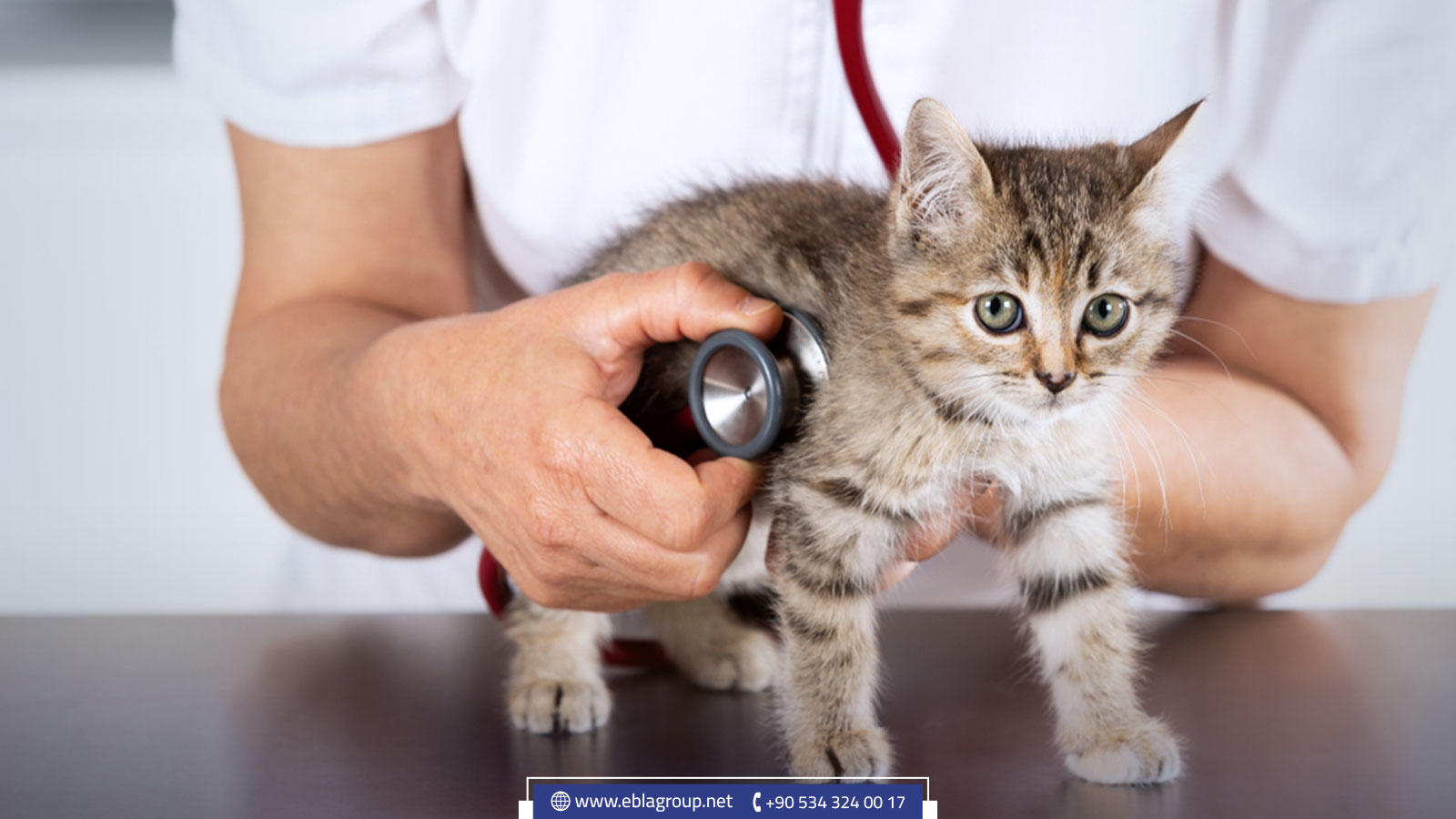 مستشفى الحيوانات في أنقرة