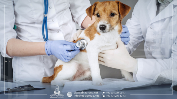 العيادات البيطرية في تركيا