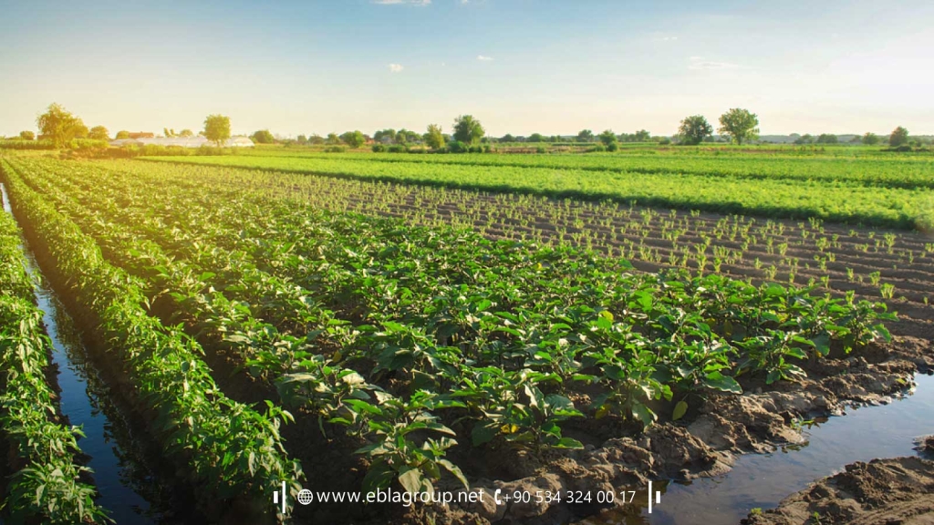 Agricultural investment in Türkiye 2024