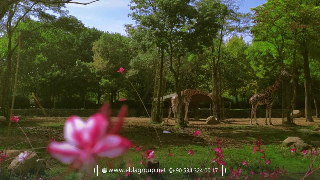 Houses for sale in Soganli Bursa